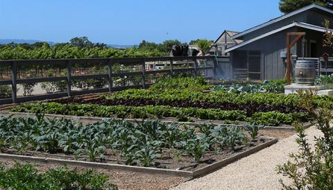 Boisset Sustainability Act II Plants