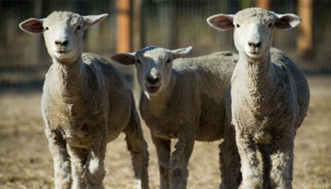 Boisset Sustainability Act III Animals