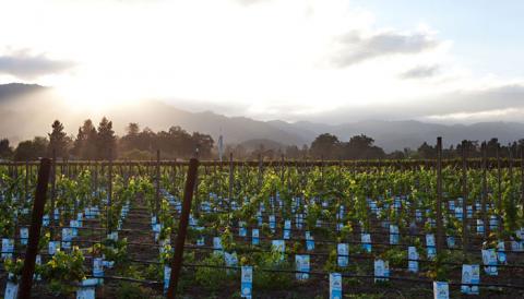 Boisset Sustainability Act V Wholeness